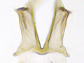 Elachista adscitella